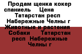 Продам щенка кокер спаниель. › Цена ­ 1 000 - Татарстан респ., Набережные Челны г. Животные и растения » Собаки   . Татарстан респ.,Набережные Челны г.